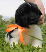 Превью фото № 126845