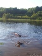 Превью фото № 126899