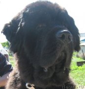 Превью фото № 126939