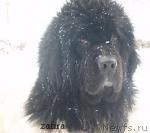 Превью фото № 12700