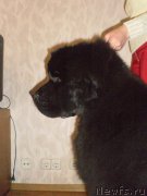 Превью фото № 127004