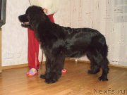 Превью фото № 127006