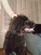 Превью фото № 127010