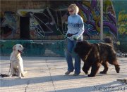 Превью фото № 127020