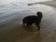 Превью фото № 127041