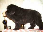 Превью фото № 127053