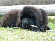 Превью фото № 127058