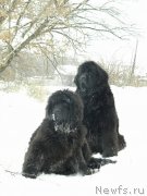 Превью фото № 127059