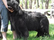 Превью фото № 127060