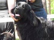 Превью фото № 127062