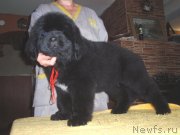 Превью фото № 127066