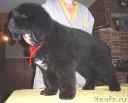 Превью фото № 127070