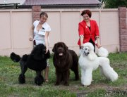 Превью фото № 127132