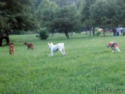 Превью фото № 127142