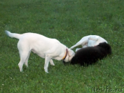 Превью фото № 127148