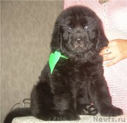 Превью фото № 127283