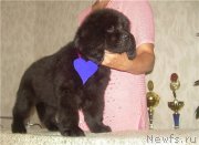 Превью фото № 127301