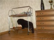 Превью фото № 127306