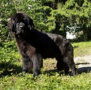 Превью фото № 127467