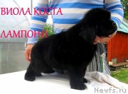 Превью фото № 127496