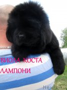 Превью фото № 127497