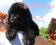 Превью фото № 127501