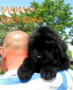 Превью фото № 127505