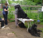 Превью фото № 127605