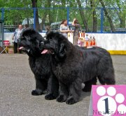 Превью фото № 127622