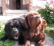 Превью фото № 127629