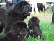 Превью фото № 127661