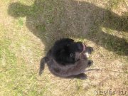 Превью фото № 127705