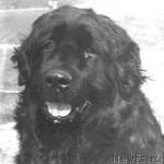 Превью фото № 1278