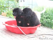 Превью фото № 127915