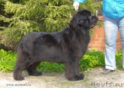 Превью фото № 127924