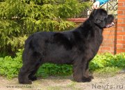 Превью фото № 127926