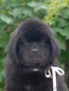 Превью фото № 127974