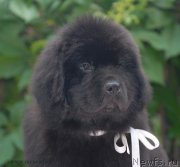 Превью фото № 127975