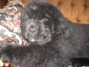 Превью фото № 128002