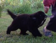 Превью фото № 128006