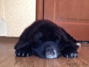 Превью фото № 128008