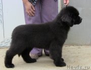 Превью фото № 128038