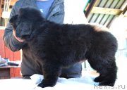 Превью фото № 128047