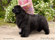 Превью фото № 128158