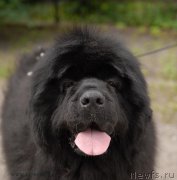 Превью фото № 128168