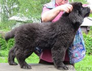 Превью фото № 128182