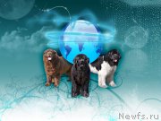 Превью фото № 128325