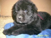 Превью фото № 128343