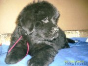 Превью фото № 128345