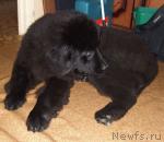 Превью фото № 12844